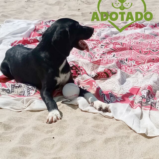 whatsapp_image_2019_09_09_at_14_25_41adotado