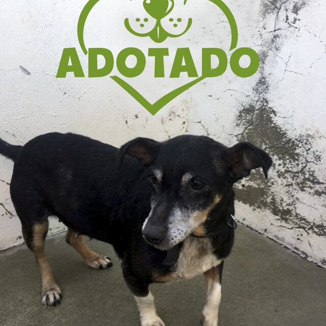 fofinha__adotado