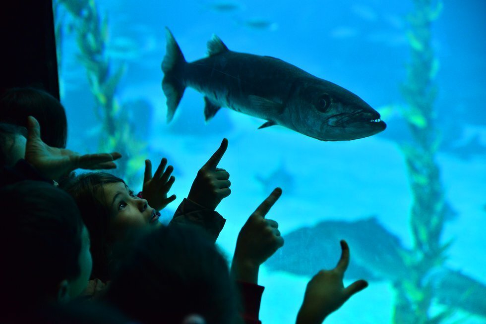 Visita ao Oceanário de Lisboa