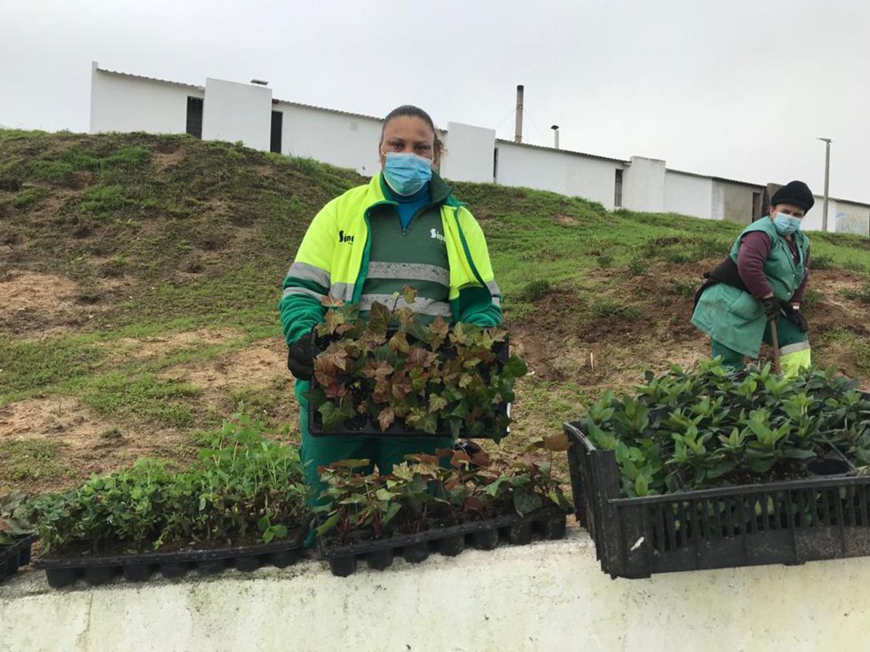 Planta&ccedil;&otilde;es