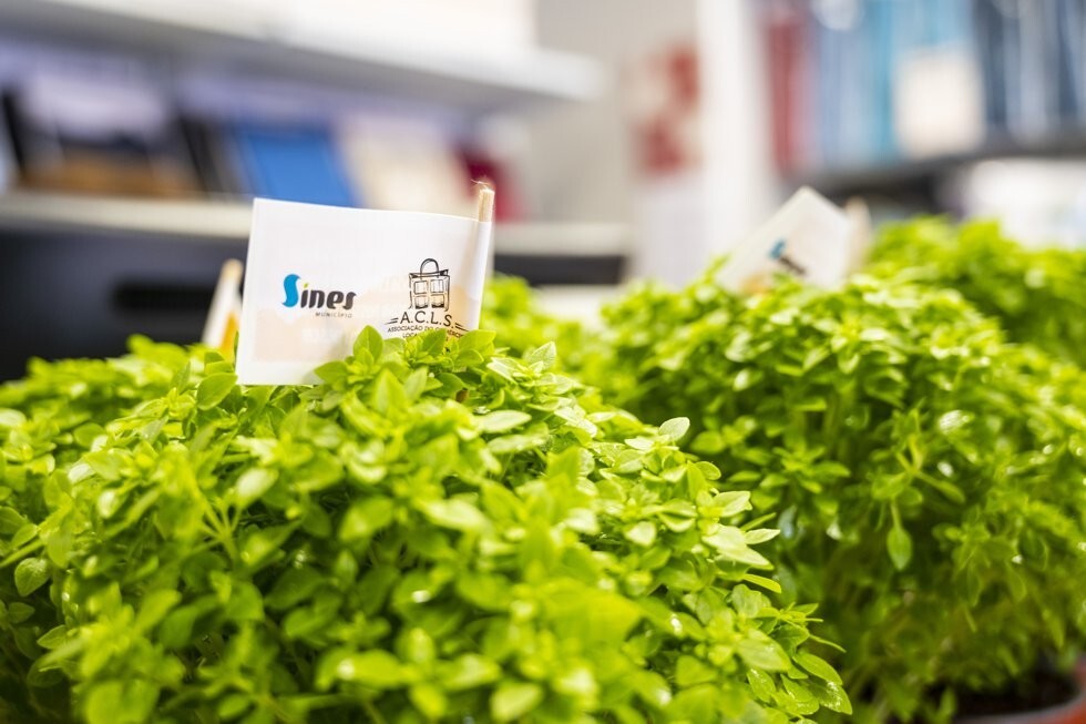 Distribui&ccedil;&atilde;o de manjericos