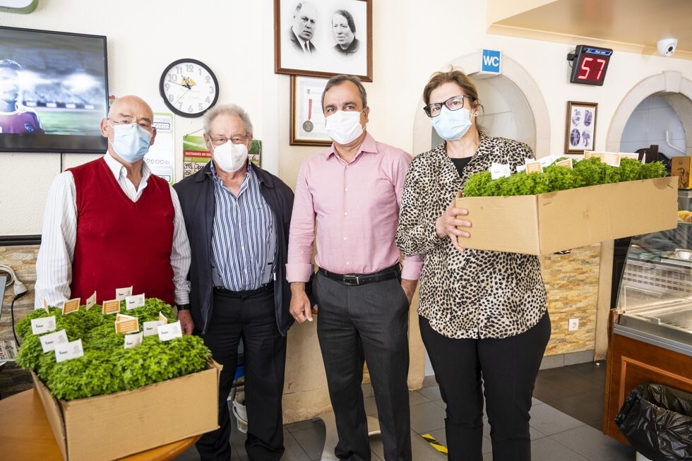 Distribui&ccedil;&atilde;o de manjericos