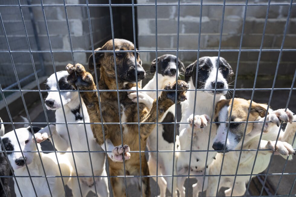 20230322_Canil Municipal (1)