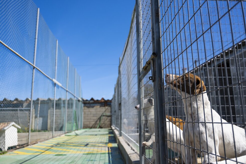 20230322_Canil Municipal (12)