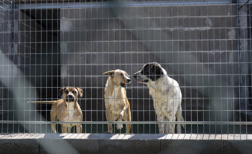 20230322_Canil Municipal (17)