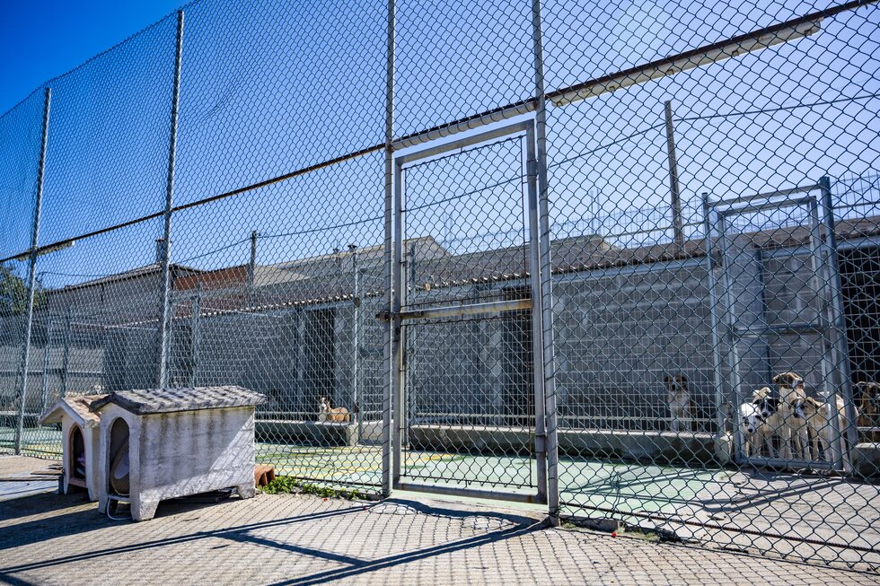 20230322_Canil Municipal (14)